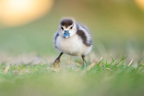 Egyptian goose (Alopochen aegyptiaca) cute chick on a meadow at the shore of a lake, Bavaria,