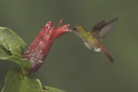 Rufous-tailed Hummingbird (Amazilia tzacatl), Ecuador