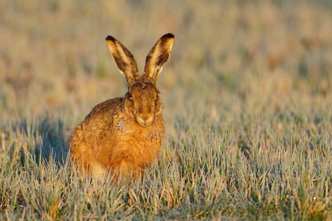 European hare (Lepus europaeus) with icebeard on a hoarfrost-covered meadow, Lake Dümmer, Germany