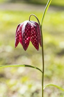Snake's Head Fritillary (Fritillaria meleagris) in bloom, Dresden, Saxony, Germany
