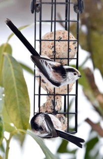Long-tailed tits (Aegithalos caudatus) eat tit dumplings in winter, Schleswig-Holstein, Germany