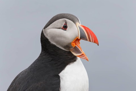 Atlantic Puffin (Fratercula arctica), Iceland
