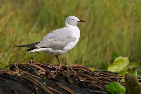 Grey-headed Gull (Chroicocephalus cirrocephalus), Uganda