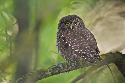Eurasian Pygmy Owl (Glaucidium passerinum) perched on a branch, Bavaria, Germany