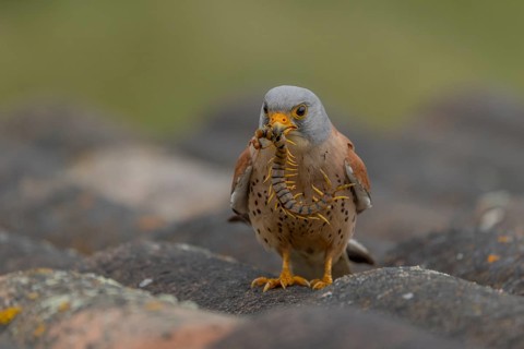Lesser kestrel (Falco naumanni), male, with scolopender, Extremadura, Spain