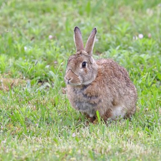 Wild rabbit (Oryctolagus cuniculus), sitting in a meadow, adult, alert, wildlife, animals, rodent,