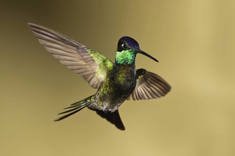 Rivoli's Hummingbird (Eugenes fulgens), Arizona, USA