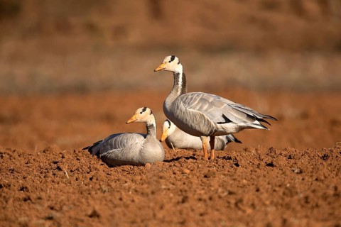 Bar-headed Goose (Anser indicus), Yunnan, China