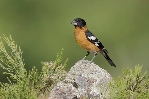 Black-headed Grosbeak (Pheucticus melanocephalus) male perched on a rock, Arizona, USA