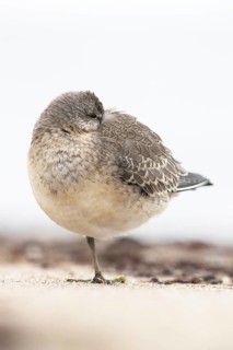 Red Knot (Calidris canutus) resting on shoreline, Mecklenburg-Western Pomerania, Germany