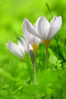 Autumn crocus (Colchium speciosum), September, Saxony, Germany