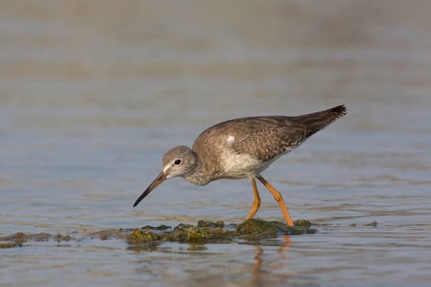 Common Redshank (Tringa totanus) foraging, Oman