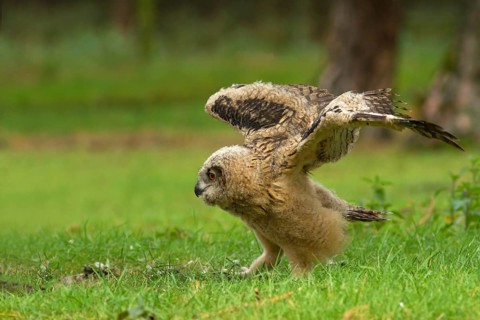 Eurasian Eagle-Owl (Bubo bubo) juvenile, Utrecht, Netherlands