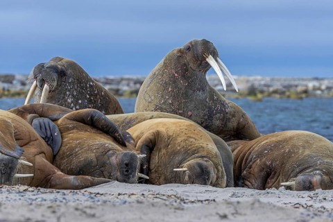 Atlantic walruses (Odobenus rosmarus) colony resting at terrestrial haulout / haul-out on beach