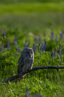 One Ural owl (Strix uralensis) sitting on a branch lying in a field of flowering lupines in late