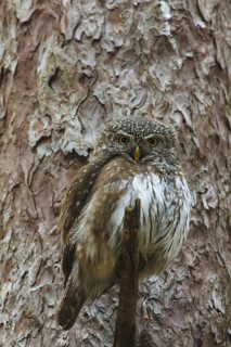 Eurasian Pygmy Owl (Glaucidium passerinum) female, Bavaria, Germany