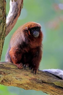Coppery titi (Plecturocebus cupreus, Syn.: Callicebus cupreus), adult, alert, tree trunk, South