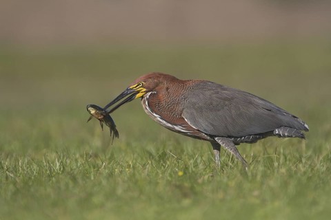 A Rufescent Tiger Heron with a catfish in front of Estancia Rincon del Socorro in Argentina