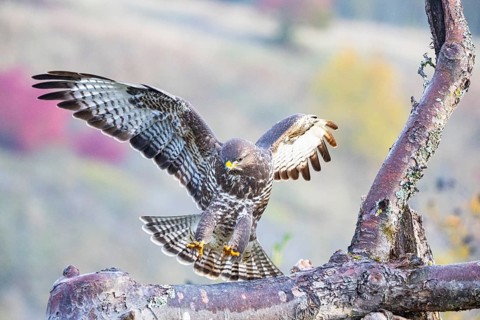 Common Buzzard (Buteo buteo) Germany