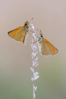 Large skipper (Ochlodes sylvanus), Ahlhorn, Lower Saxony, Germany