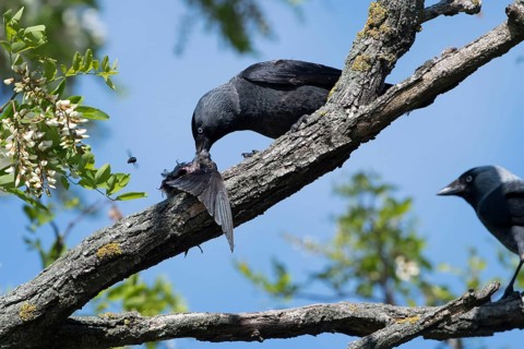 Western Jackdaw (Coloeus monedula) perched on a branch feeding on Barn Swallow (Hirundo rustica)