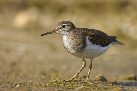 Common Sandpiper (Actitis hypoleucos), North Rhine-Westphalia, Germany