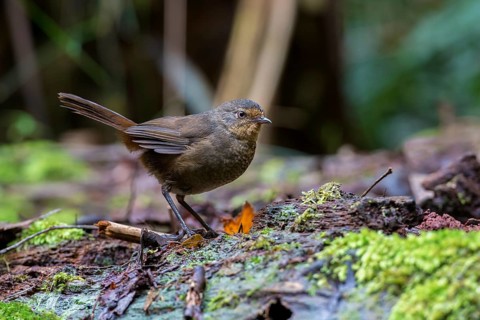 Pilotbird (Pycnoptilus floccosus), Victoria, Australia
