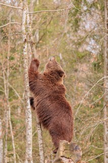 A young male Eurasian brown bear (Ursus arctos arctos) stands tall on a rotten tree lying on the