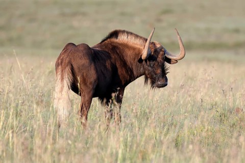 White-tailed wildebeest (Connochaetes gnou), adult, alert, Mountain Zebra National Park, Eastern