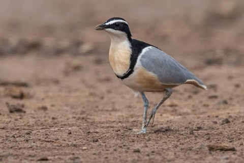 Egyptian Plover (Pluvianus aegyptius), Gambia