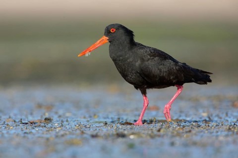 Sooty Oystercatcher (Haematopus fuliginosus) foraging, South Australia, Australia