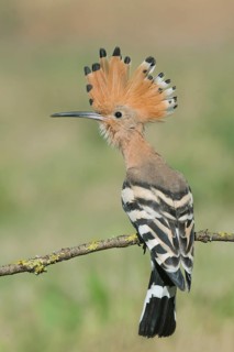 Eurasian Hoopoe (Upupa epops) perched on a branch, Aosta Valley, Italy