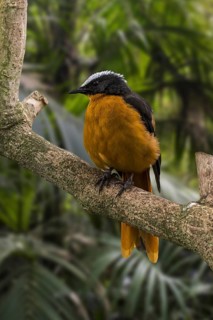 Snowy-crowned robin-chat (Cossypha niveicapilla), snowy-headed robin-chat perched in tree, native