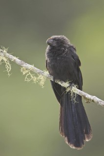 Smooth-billed Ani (Crotophaga ani), Ecuador