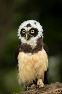 Spectacled Owl (Pulsatrix perspicillata) captive, juvenile, Germany