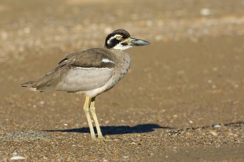Beach Stone-curlew (Esacus magnirostris), Queensland, Australia
