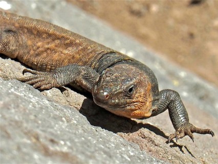 Gran Canaria giant lizard (Gallotia stehlini)