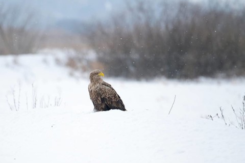 White-tailed eagle (Haliaeetus albicilla), adult white-tailed eagle sitting on the ground in a