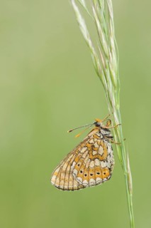 Euphydryas aurinia - Marsh Fritillary - Goldener Scheckenfalter, Germany (Baden-Württemberg), imago