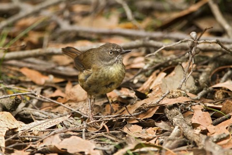 Tasmanian Scrubwren (Sericornis humilis), Tasmania, Australia