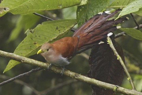 Squirrel Cuckoo (Piaya cayana), Ecuador