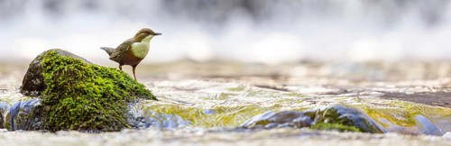 White-throated Dipper, (Cinclus cinclus), foraging at a mountain stream, animals, birds,