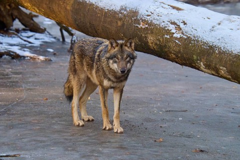 A single wolf standing next to a fallen tree trunk on a patch of ice, winter, wolf (Canis lupus),