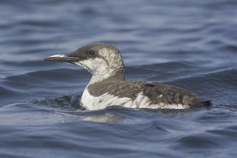 Common Murre (Uria aalge), Newfoundland, Canada