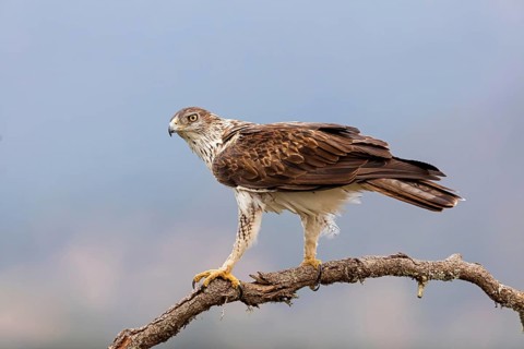 Bonelli's eagle, (Hieraaetus fasciatu), animals, birds, birds of prey, hawk family, perch, biotope,