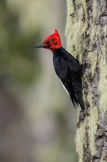 Magellanic Woodpecker (Campephilus magellanicus) perched on a branch in Chile