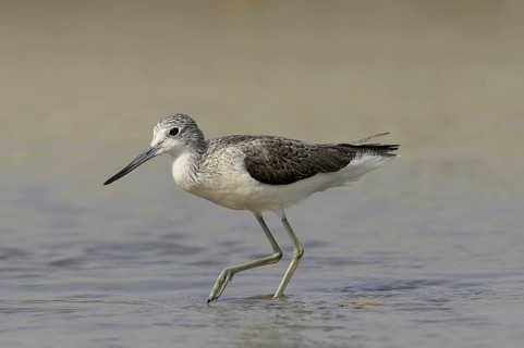 Common Greenshank (Tringa nebularia), Gambia