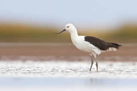 Andean Avocet (Recurvirostra andina) in a wetland in Bolivia, South America