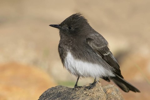 Black Phoebe (Sayornis nigricans), Arizona, USA