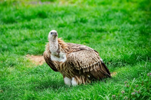 Griffon Vulture (Gyps fulvus) sitting on a meadow, Germany